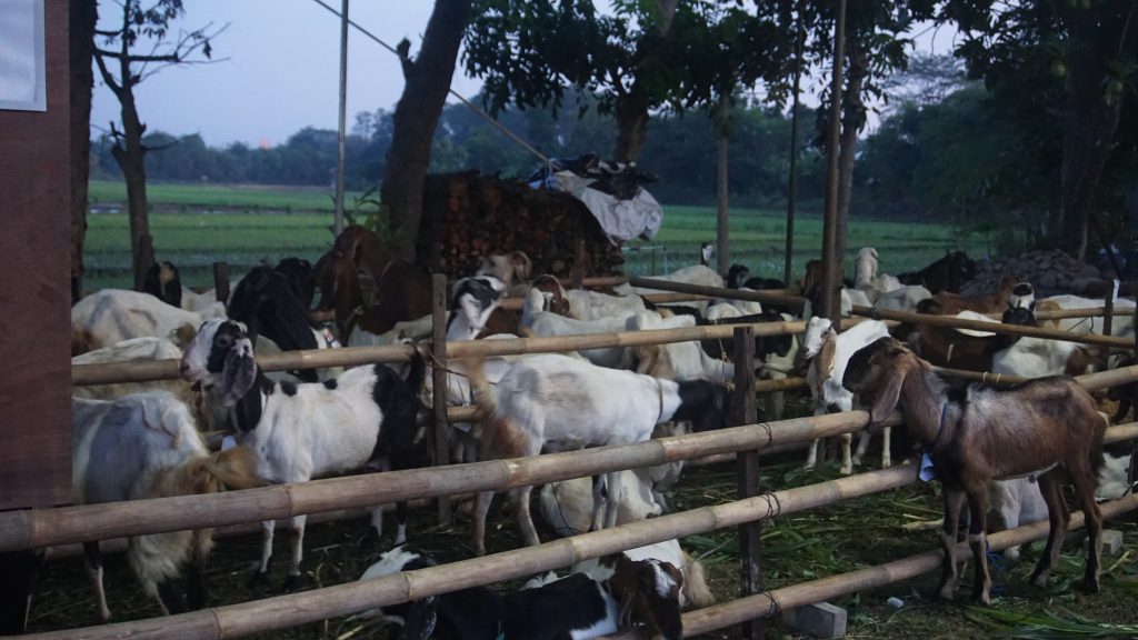 Sebanyak 54 Hewan Qurban Didistrusikan oleh YP2SI Al Ummah